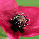 Dark Pink Poppy