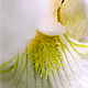 White Iris Up Close