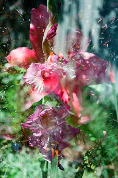 A photo by Melissa Holland called Pink Lily and Purple Gladioli. It was created using a film camera with the multiple exposure feature, and digital post-processing.