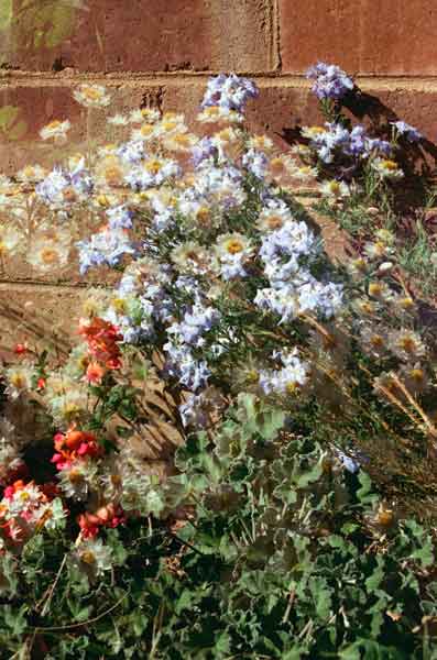 A photo by Melissa Holland called Lechenaultia Blue Ruffles, Chorizema Flame Pea, Rhodantheantemoides Southern Star, Pelargonium Leaves. It was created using a film camera with the multiple exposure feature, and digital post-processing.