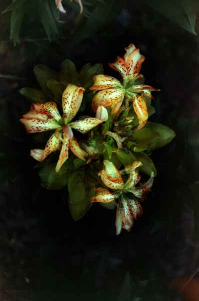 A photo by Melissa Holland called Must See, Double Asiatic Lily. It was created using a film camera with the multiple exposure feature, and digital post-processing.