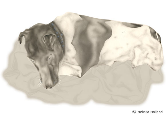 An illustration of a Smooth Fox Terrier by Melissa Holland called Let Sleeping Dogs Lie. It was created using airbrushed ink and pencil on paper.