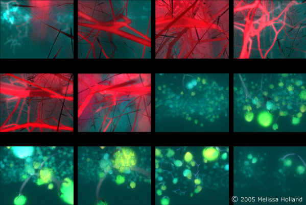 A series of still shots from a 3D animation by Melissa Holland called Life as a River.