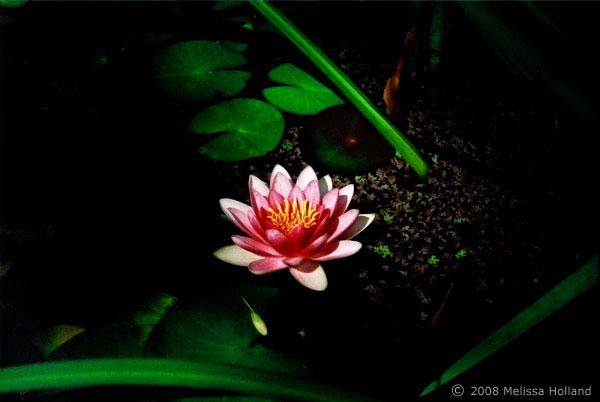 A photo by Melissa Holland called Night Water Lily. It was created using a film camera with digital post-processing.